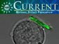 NSF Current, December 2008 Edition