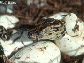 baby alligator hatching