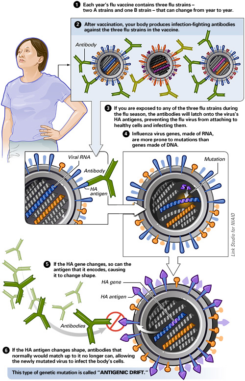 Illustration demonstrating that the flu vaccine contains three flu strains -- two A strains and one B strain -- that can change from year to year.