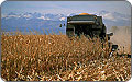 Photo of corn being harvested by a machine. Some rows of corn are seen standing, while others have been knocked down. Mountains are in the background.