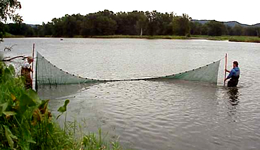 Two USGS workers seining