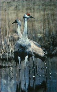 NPWRC Photo: Sandhill Cranes.