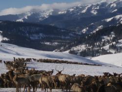 Camp Creek feedground, located south of Jackson WY.