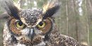 Great Horned Owl