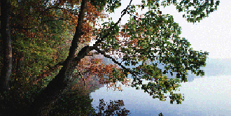 Photo of environment -- trees and water