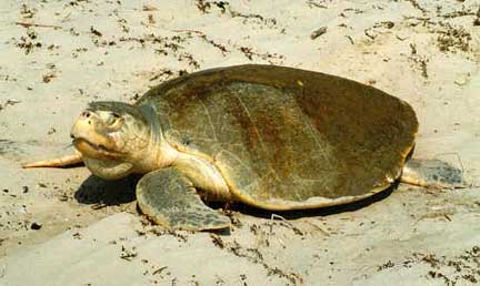 Kemp’s Ridley Sea Turtle