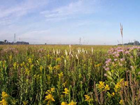 Tallgrass prairie flowers and grasses