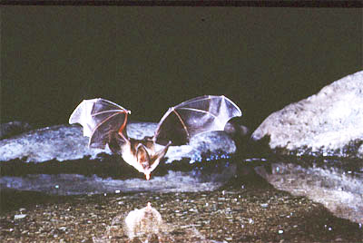 big-eared bat