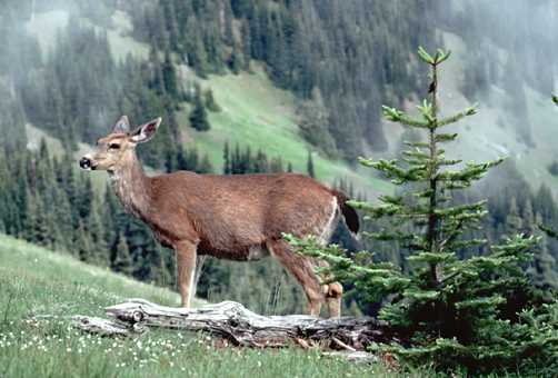 Deer in wild