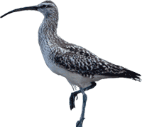 Image of the Bristle-thighed Curlew (Numenius tahitiensis)