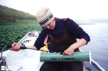 Kasey Grubb (Graduate Student) sampling the gut contents of Sacramento perch with a stomach pump (ga