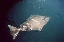 halibut on longline