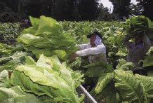 Fotografía de un trabajador en el campo