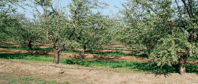 Almond Trees