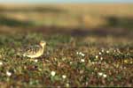 Buff-breasted Sandpiper - photo by Craig Ely, USGS