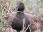 Black Brant nesting - photo by Jeff Wasley, USGS