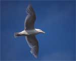 Glaucous Gull - photo by Tim Bowman, USFWS