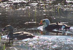 King Eider pair - photo by John Reed, USGS