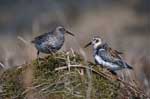 Pair of Rock Sandpipers at St. Paul, Alaska - photo by Robert E. Gill, Jr., USGS