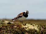 Ruddy Turnstone on the Yukon Delta - photo by Craig Ely, USGS