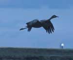 Sandhill crane takeoff - photo by Craig Ely, USGS