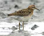 Sharp-tailed Sandpiper juvenile on the Yukon Delta - photo by Robert E. Gill, Jr., USGS