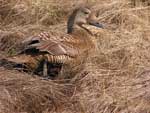 Spectacled Eider hen - photo by Jeff Wasley, USGS