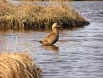 Spectacled Eider hen in the water - photo by Jeff Wasley, USGS