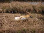 Tundra Swan in the grass - photo by Jeff Wasley, USGS