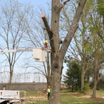 Man sawing a tree from a raised bucket.