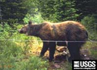 grizzly bear shaking rain off in a bear hair trap