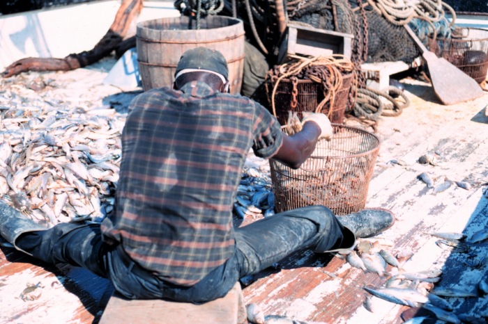 man separating shrimp from bycatch