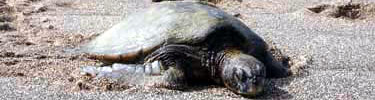 green sea turtle