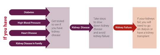 Diagram of Kidney risk factors