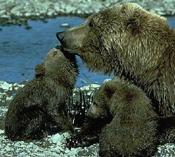 Grizzly Bear with cubs in Alaska