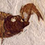 fish eating fish, NPS photo of Fossil Country Museum specimen