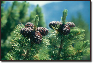 Whitebark pine cones