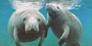 manatees