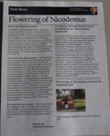 Newsletter Flowering of Nicodemus