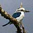 Collared kingfisher