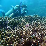 Diver at coral reef with anemonefish