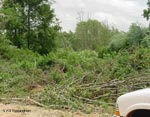 tree damage in Lamar County