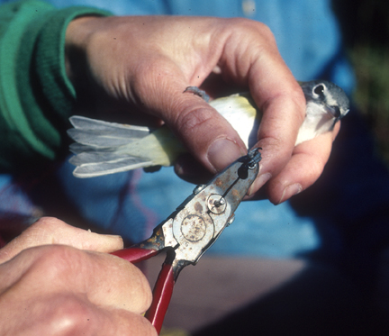 Blue-headed Vireo being banded