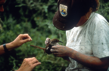 Bander Removing Brown Thrasher from Net