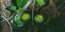 Fruits from the Machineel tree that grows along the coastine on St. John.