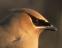 Cedar Waxwing