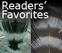 Readers Favorites