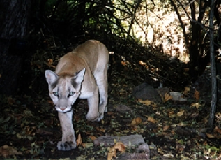 mountain lion on the Upper Cliff Dwelling trail