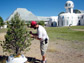 Biosphere 2 pinon pine experiment