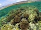 Photo of a coral reef in the Northwestern Hawaiian Islands.